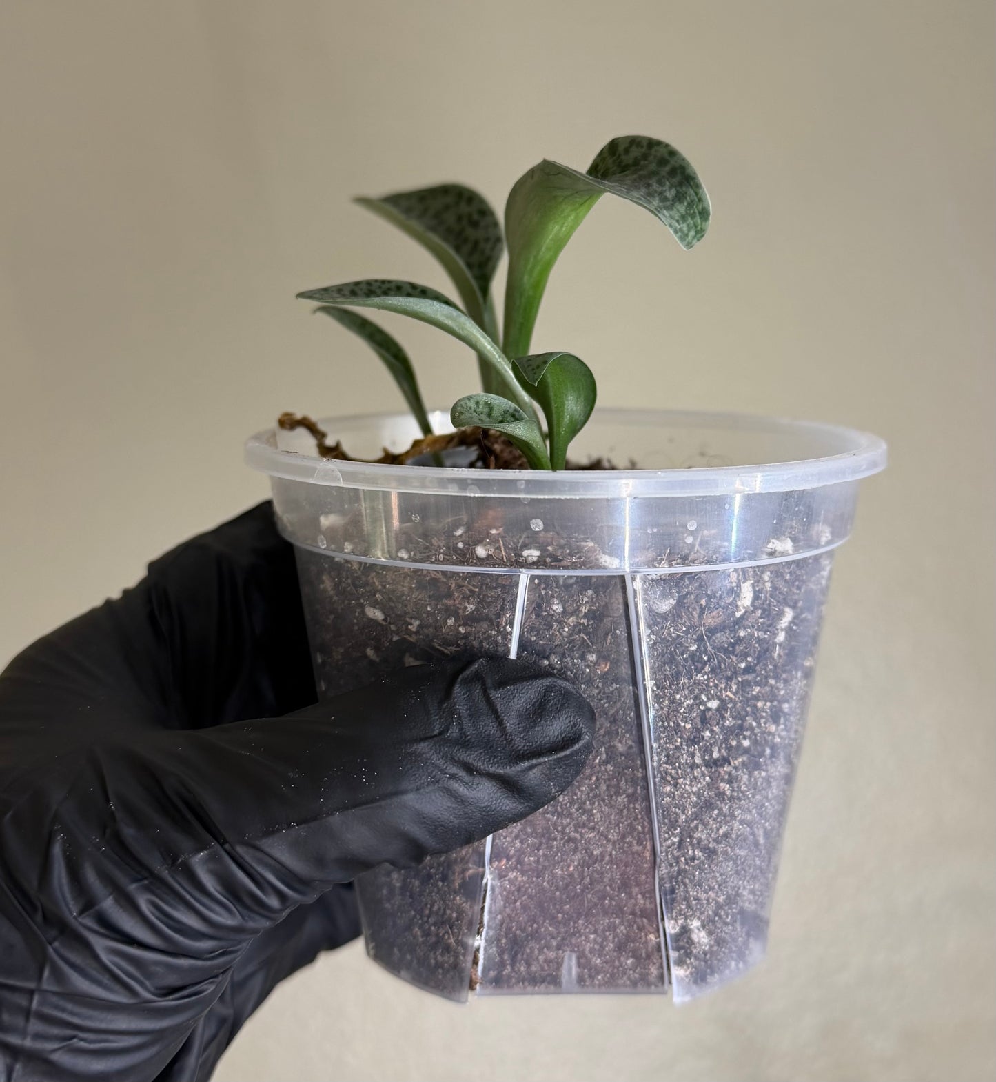 Drimiopsis Kirkii Plant Leopard Lily