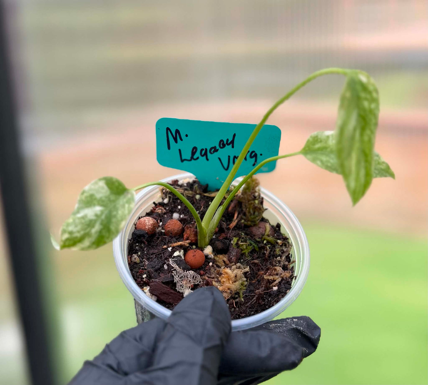 Monstera Deliciosa Legacy Variegated