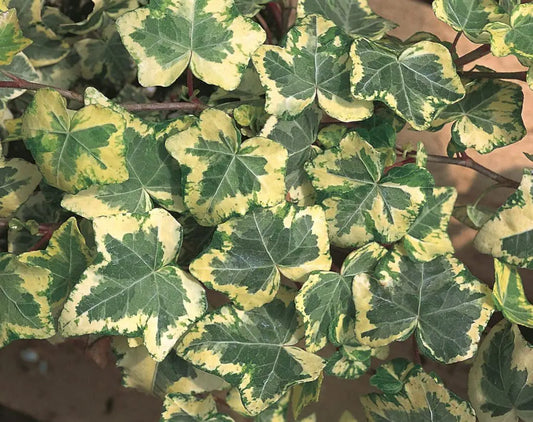 Hedra Helix Golden Ingot Ivy (REHAB)