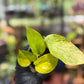 Epipremnum Aureum 'Sunshine Goddess’