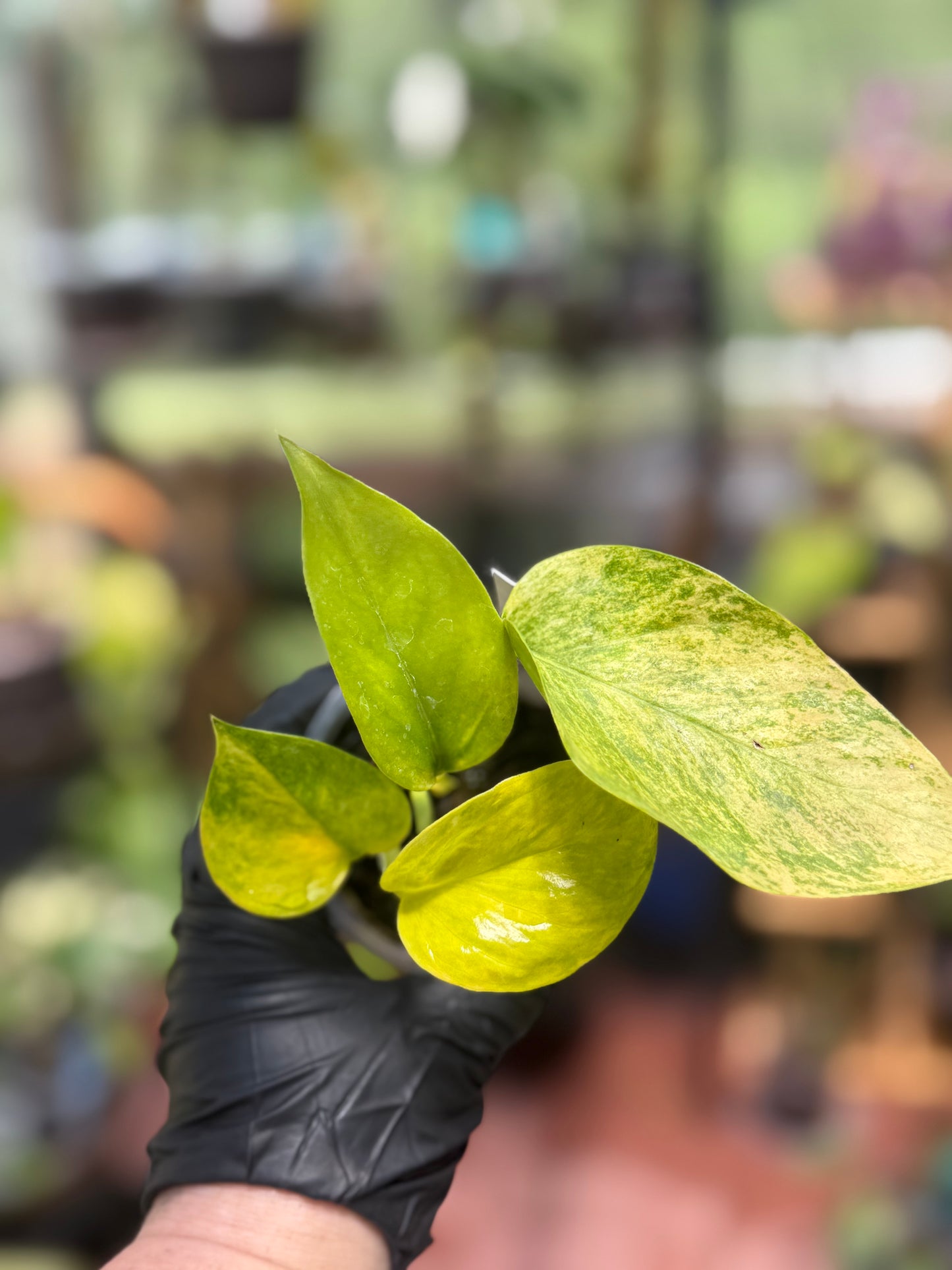 Epipremnum Aureum 'Sunshine Goddess’