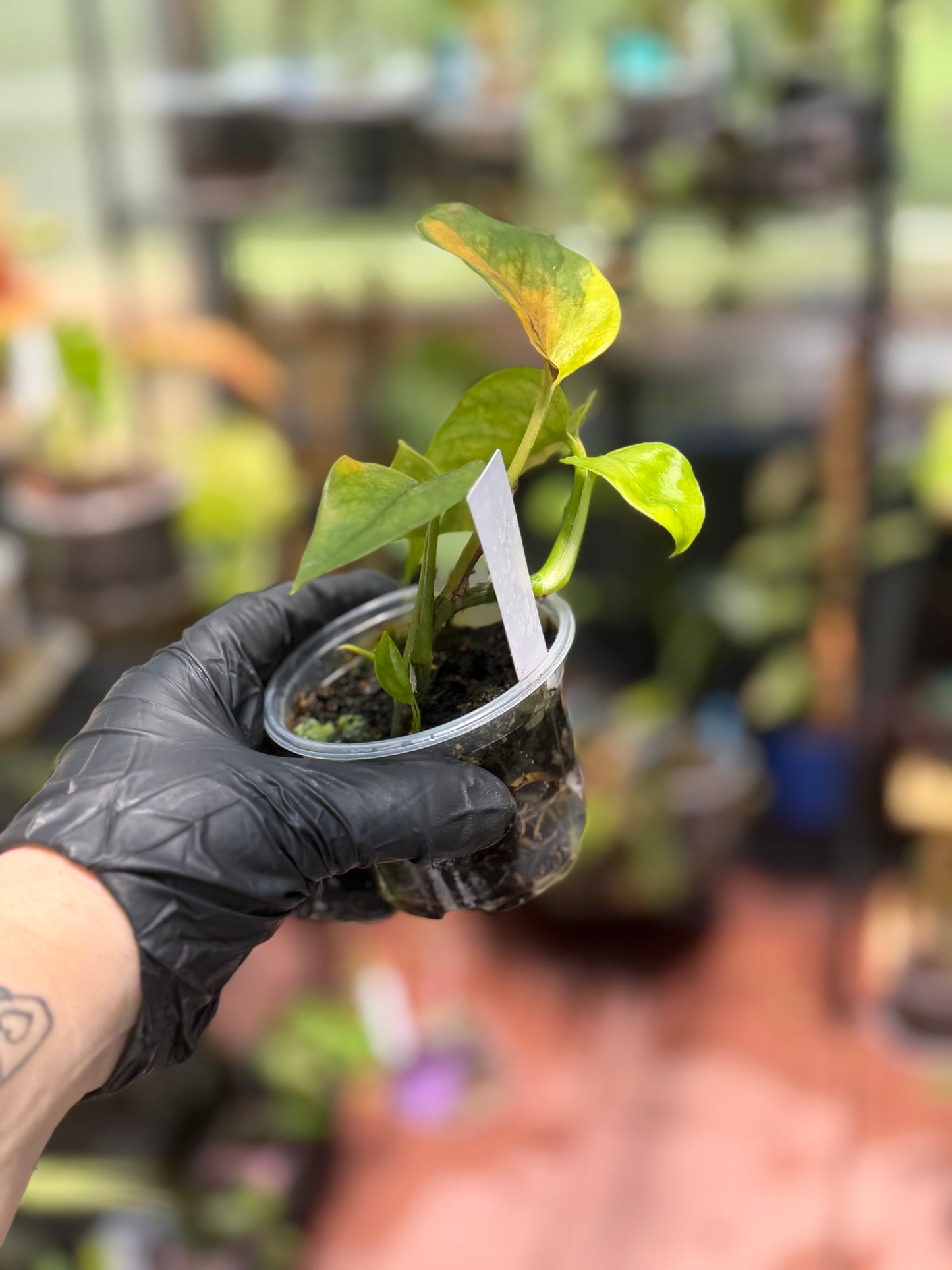 Epipremnum Aureum 'Variegated Neon' Pothos