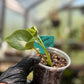 Seed Grown Monstera Deliciousa
