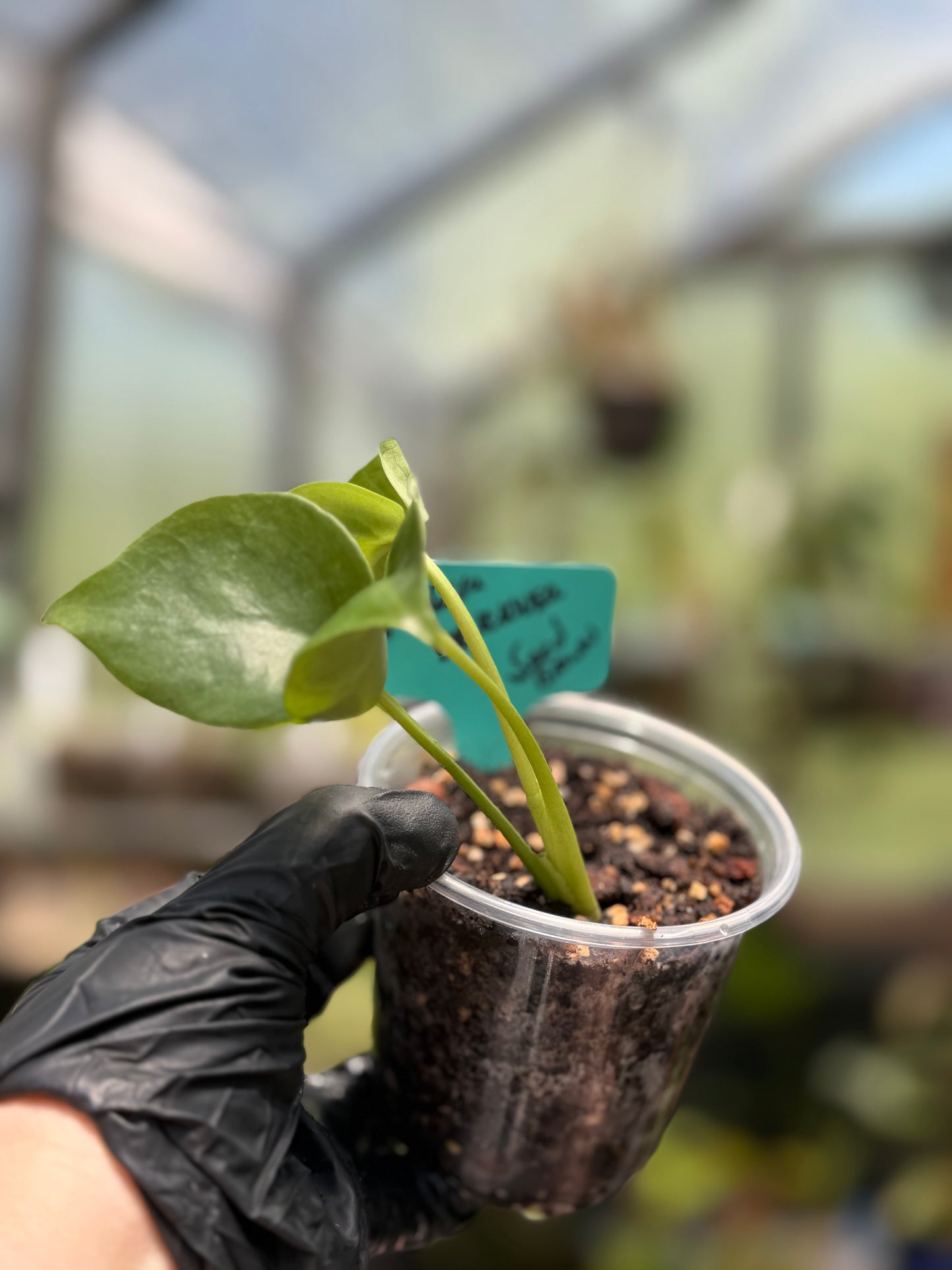 Seed Grown Monstera Deliciousa