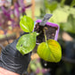 Epipremnum Aureum Jade Pothos -SPORT VARIGATED MUTANT