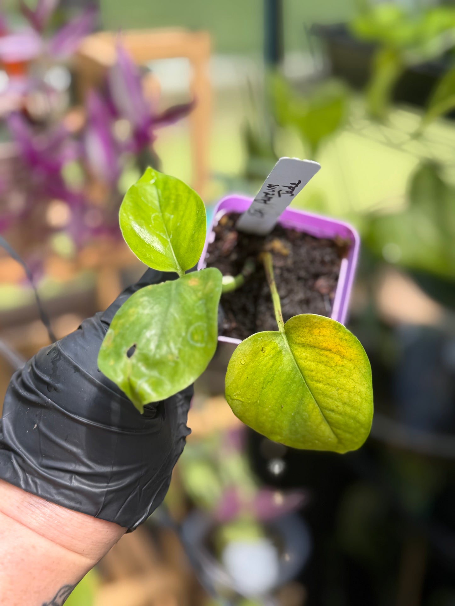 Epipremnum Aureum Jade Pothos -SPORT VARIGATED MUTANT