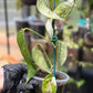 Epipremnum Pinnatum Albo Variegated
