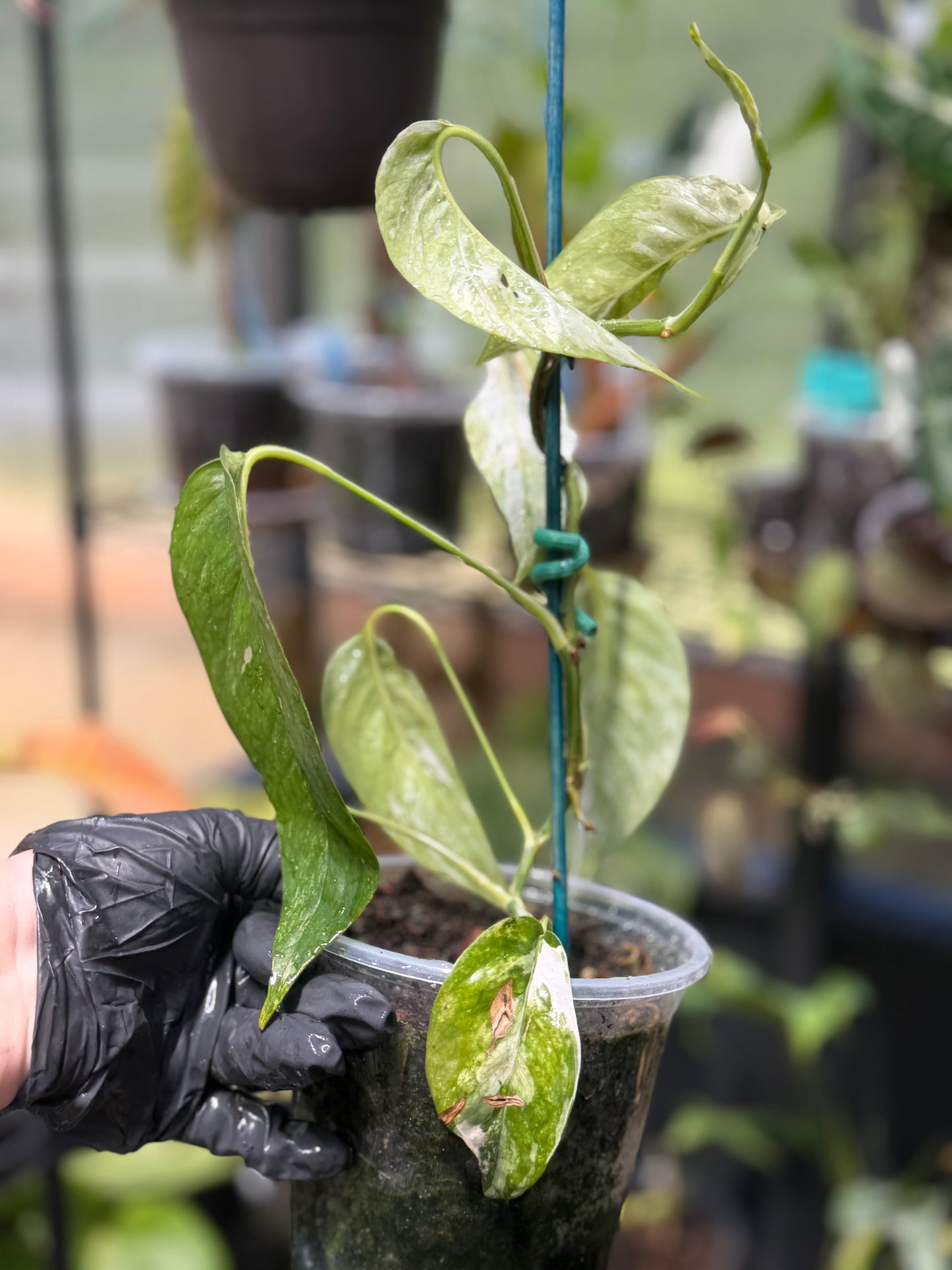 Epipremnum Pinnatum Albo Variegated