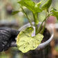 Syngonium Podophyllum 'Green Splash'