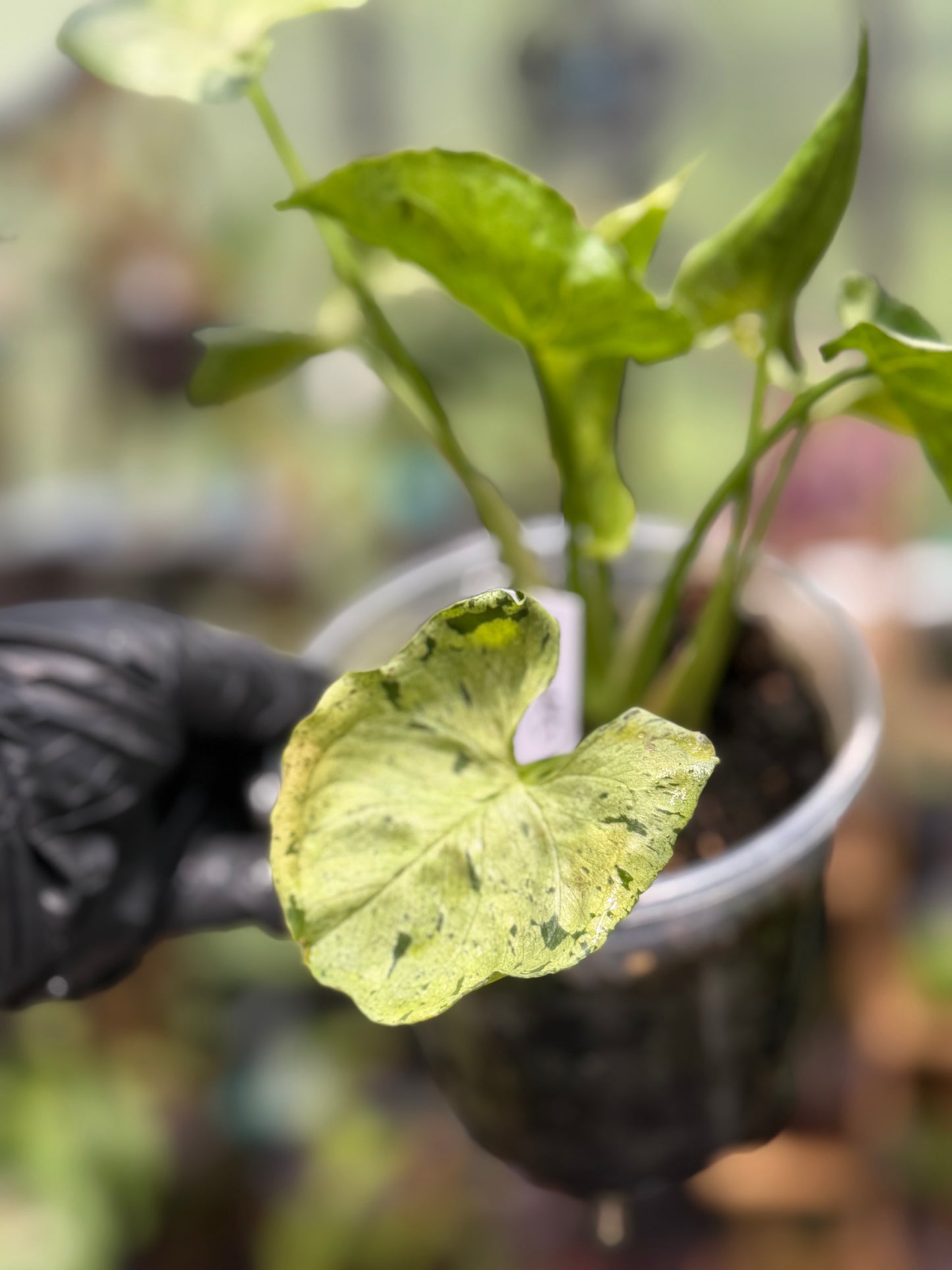 Syngonium Podophyllum 'Green Splash'