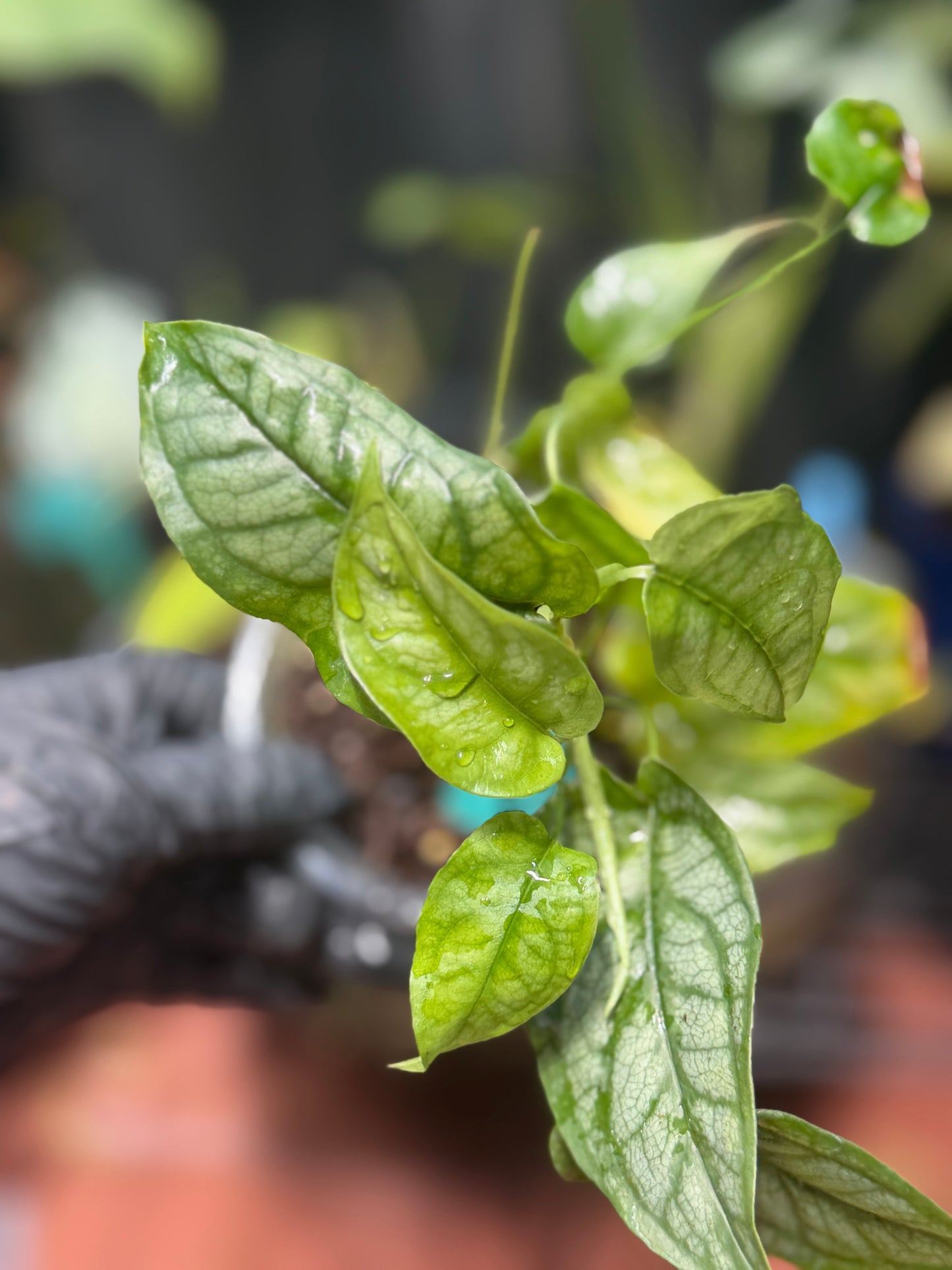Monstera Siltepecana Silver