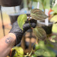 Philodendron Micans Velvet Leaf