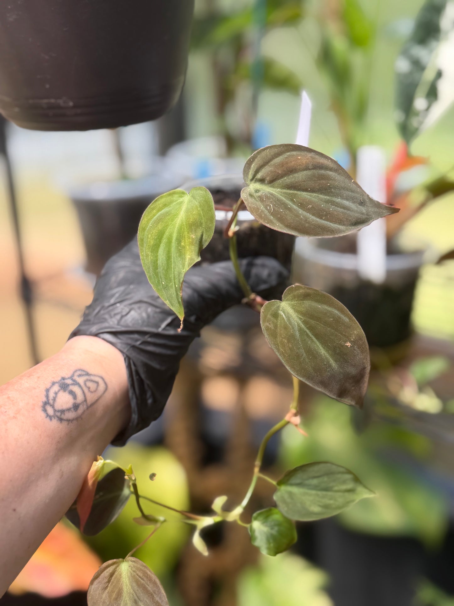Philodendron Micans Velvet Leaf