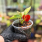 Epipremnum Pinnatum Yellow Sunrise Pothos