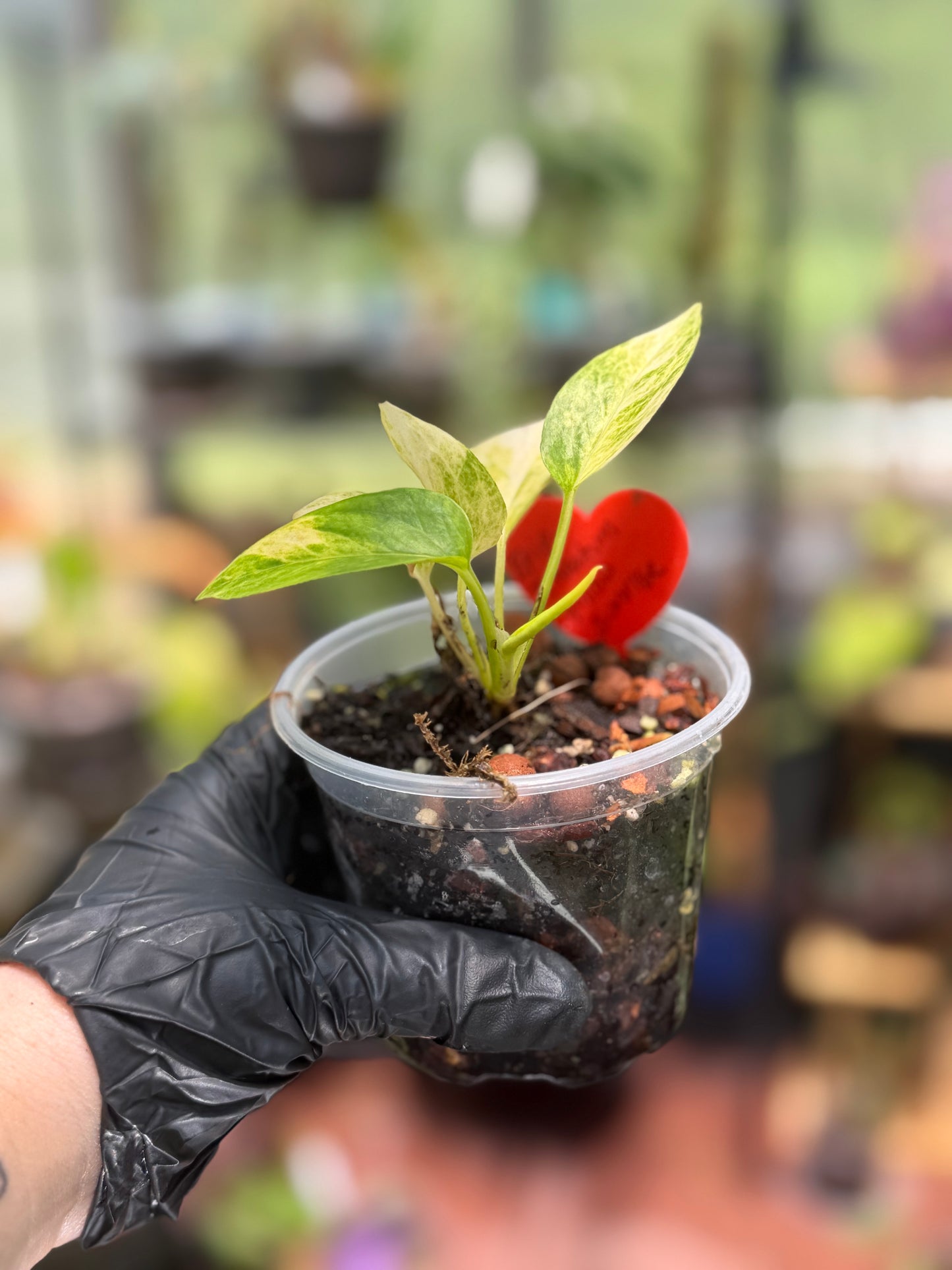 Epipremnum Pinnatum Yellow Sunrise Pothos