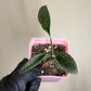 Drimiopsis Kirkii Plant Leopard Lily