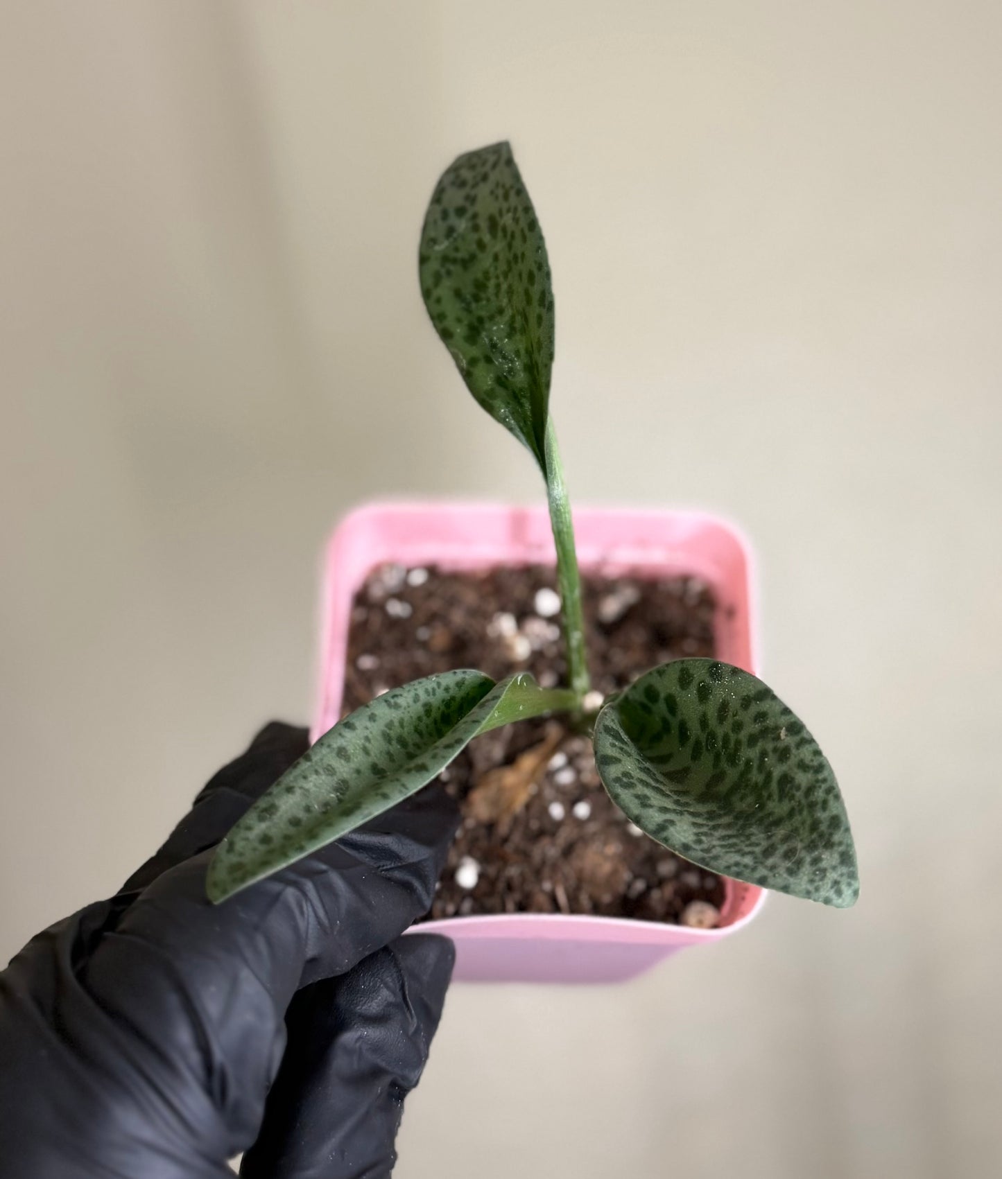 Drimiopsis Kirkii Plant Leopard Lily