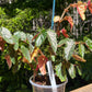 Begonia Ginny Galaxy