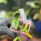 Epipremnum Aureum 'Shangri La' Pothos