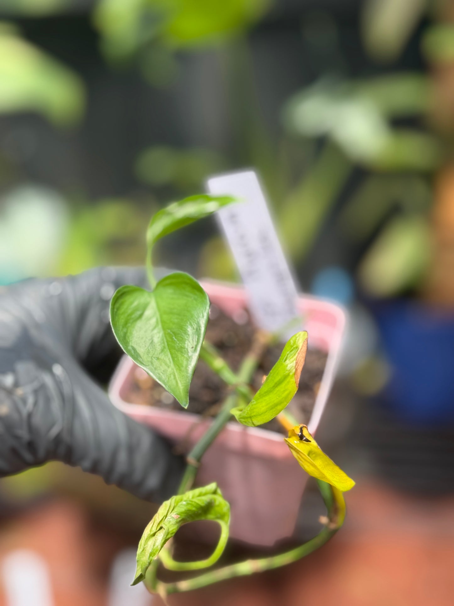 Epipremnum Aureum 'Shangri La' Pothos