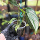 Epipremnum Pinnatum Albo Variegated