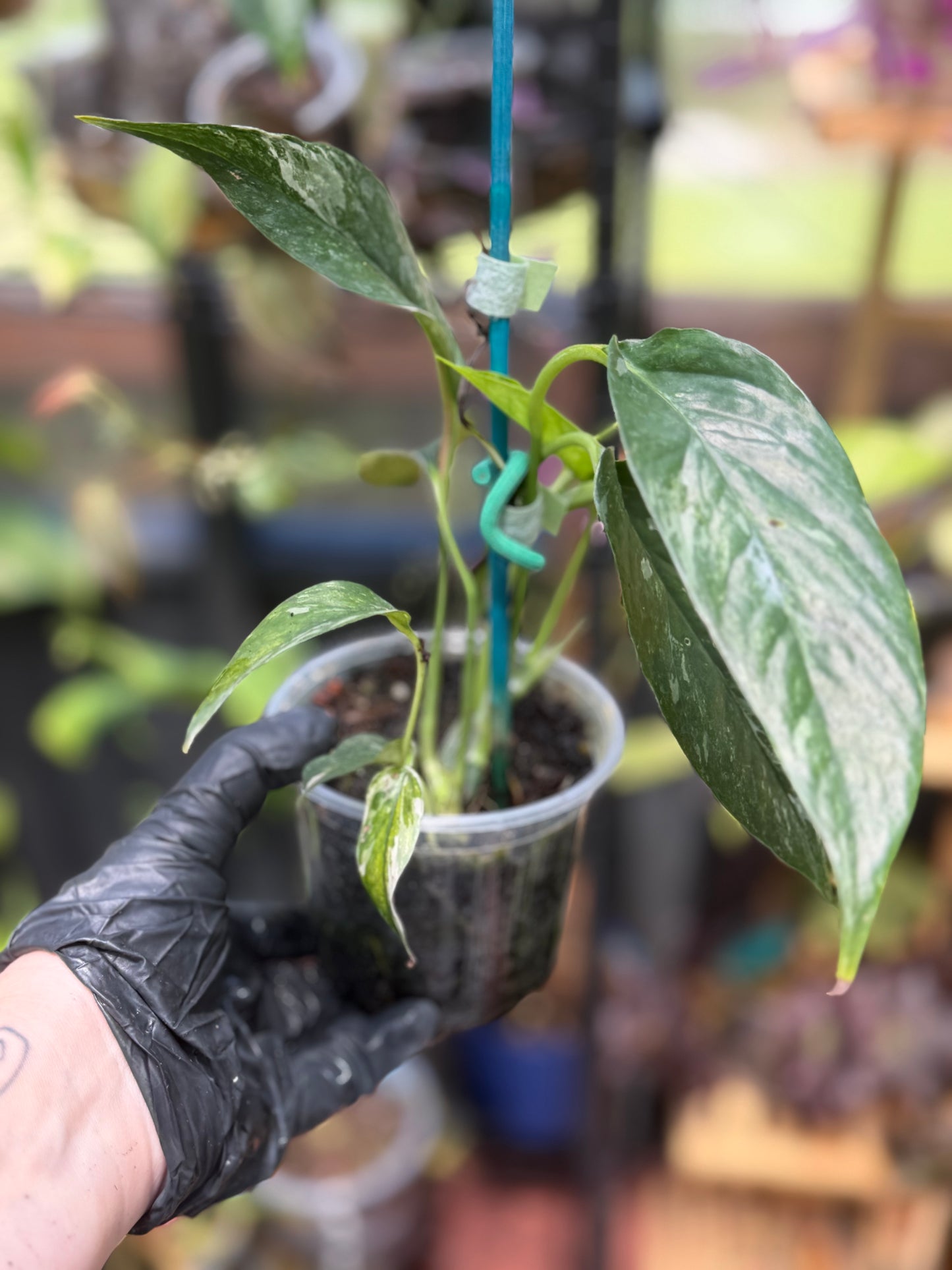 Epipremnum Pinnatum Albo Variegated