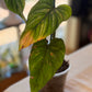 Philodendron Mamei XL Climbing Form