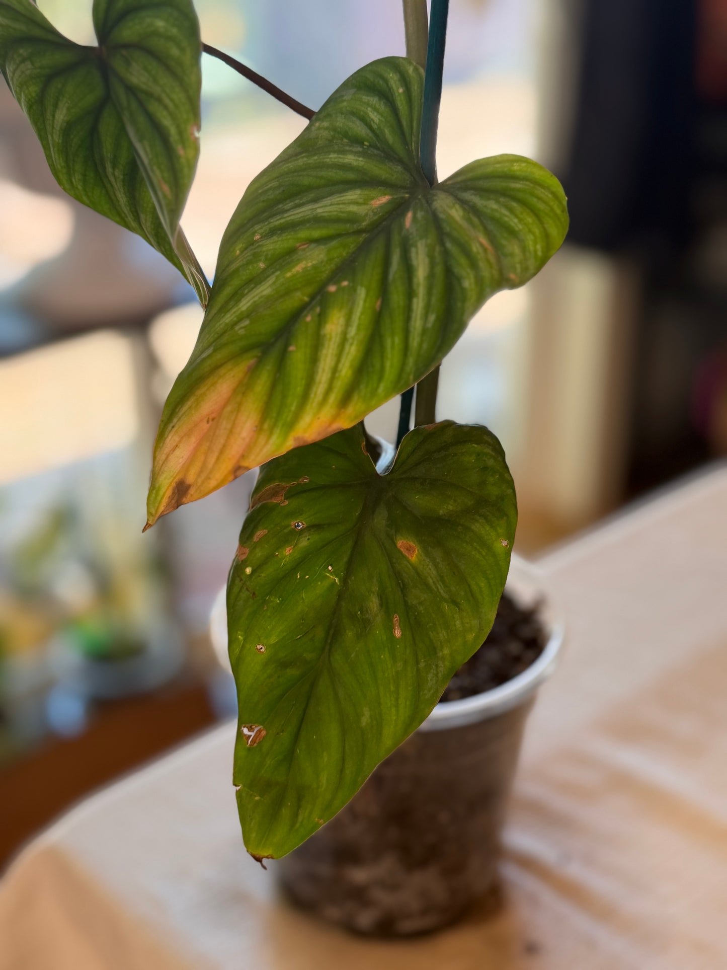 Philodendron Mamei XL Climbing Form