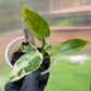 Philodendron Jose Buono