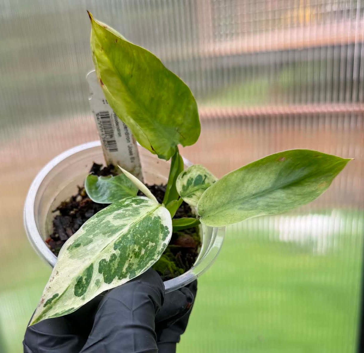 Philodendron Jose Buono