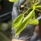 Philodendron Spiritus Sancti