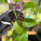 Epipremnum Aureum Jade Pothos -SPORT VARIGATED MUTANT
