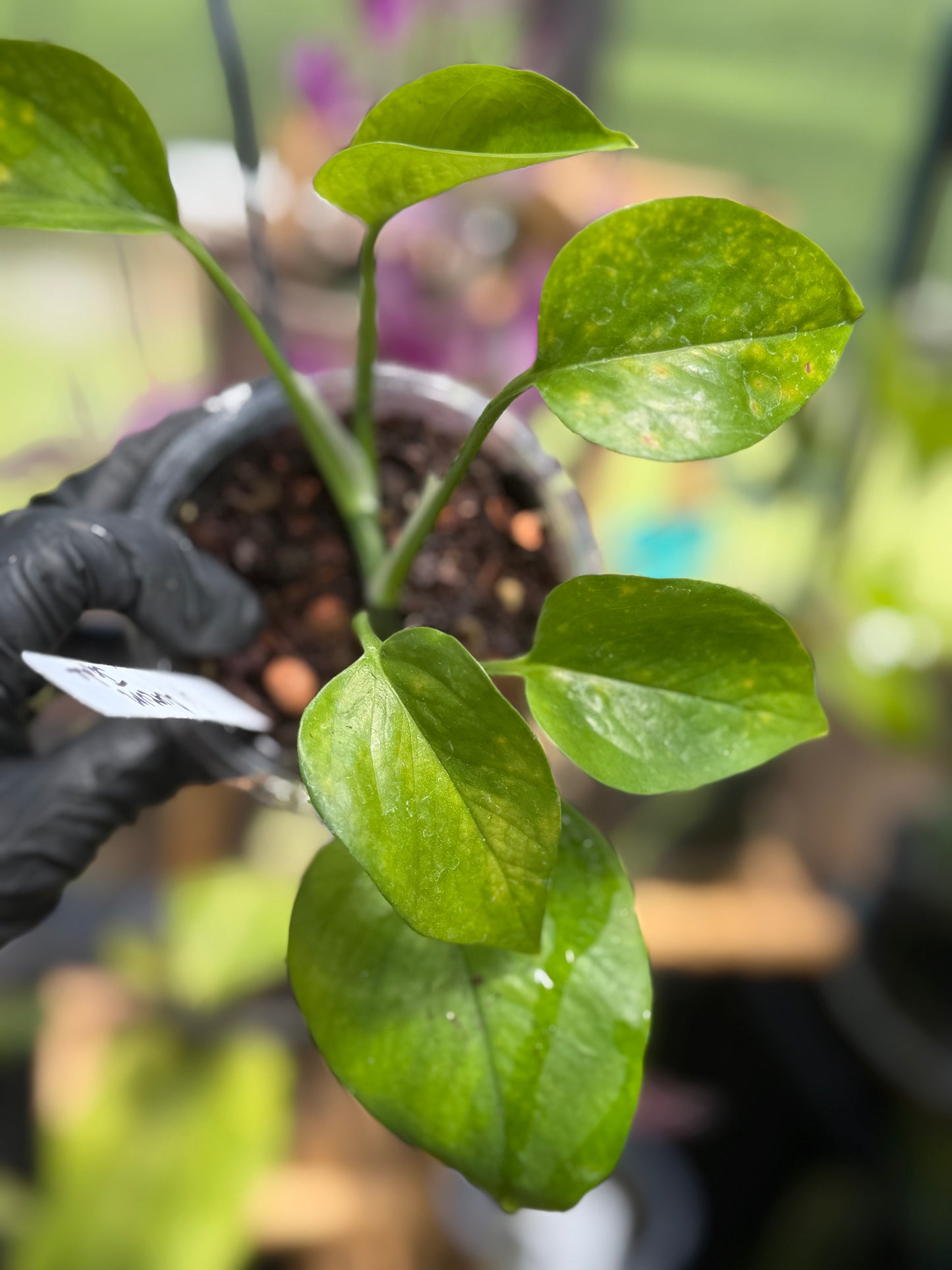 Epipremnum Aureum Jade Pothos -SPORT VARIGATED MUTANT