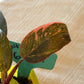 Philodendron Pink Princess Galaxy Starter