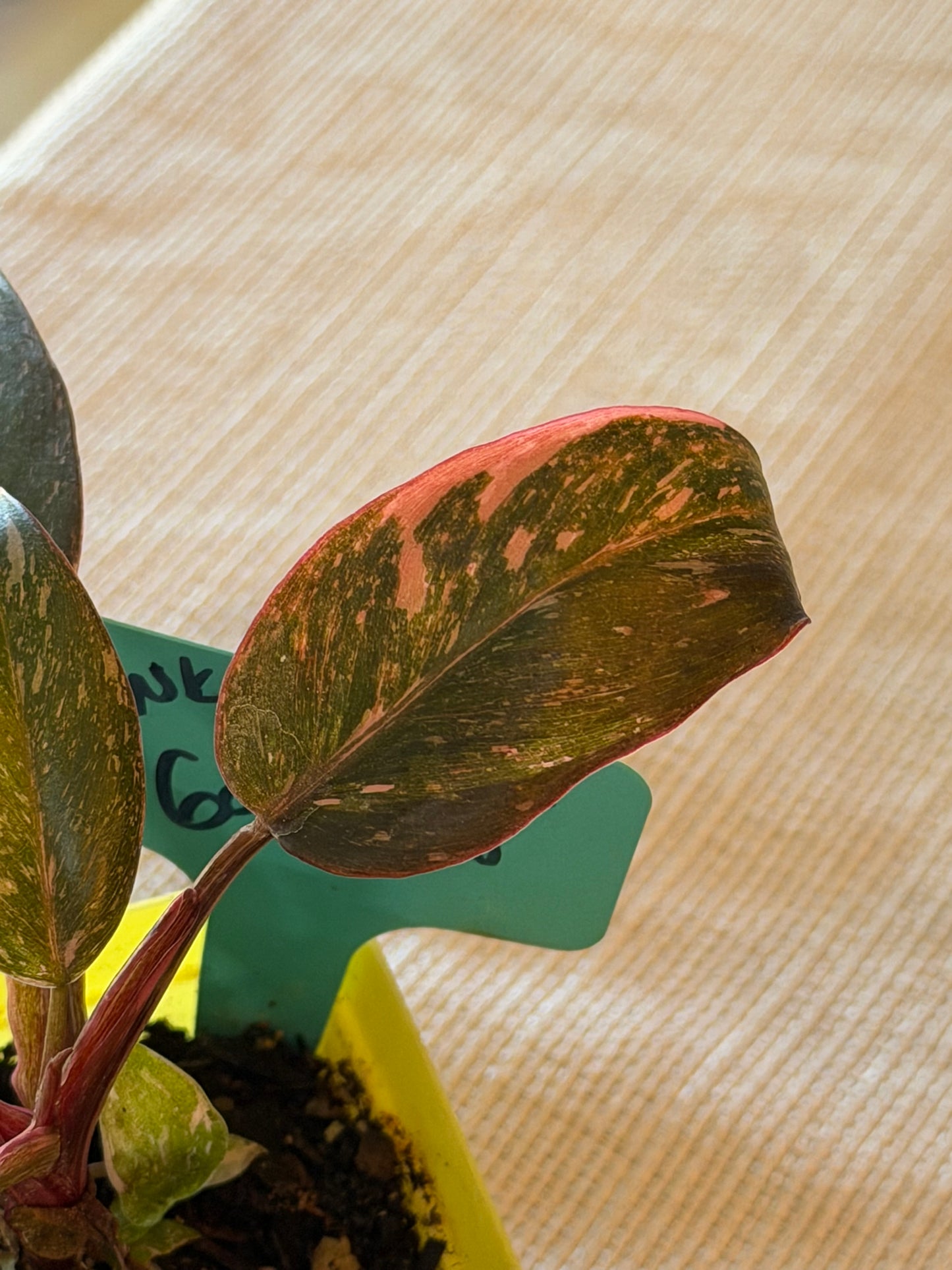Philodendron Pink Princess Galaxy Starter