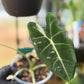 Alocasia Frydek Variegated