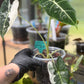 Alocasia Frydek Variegated