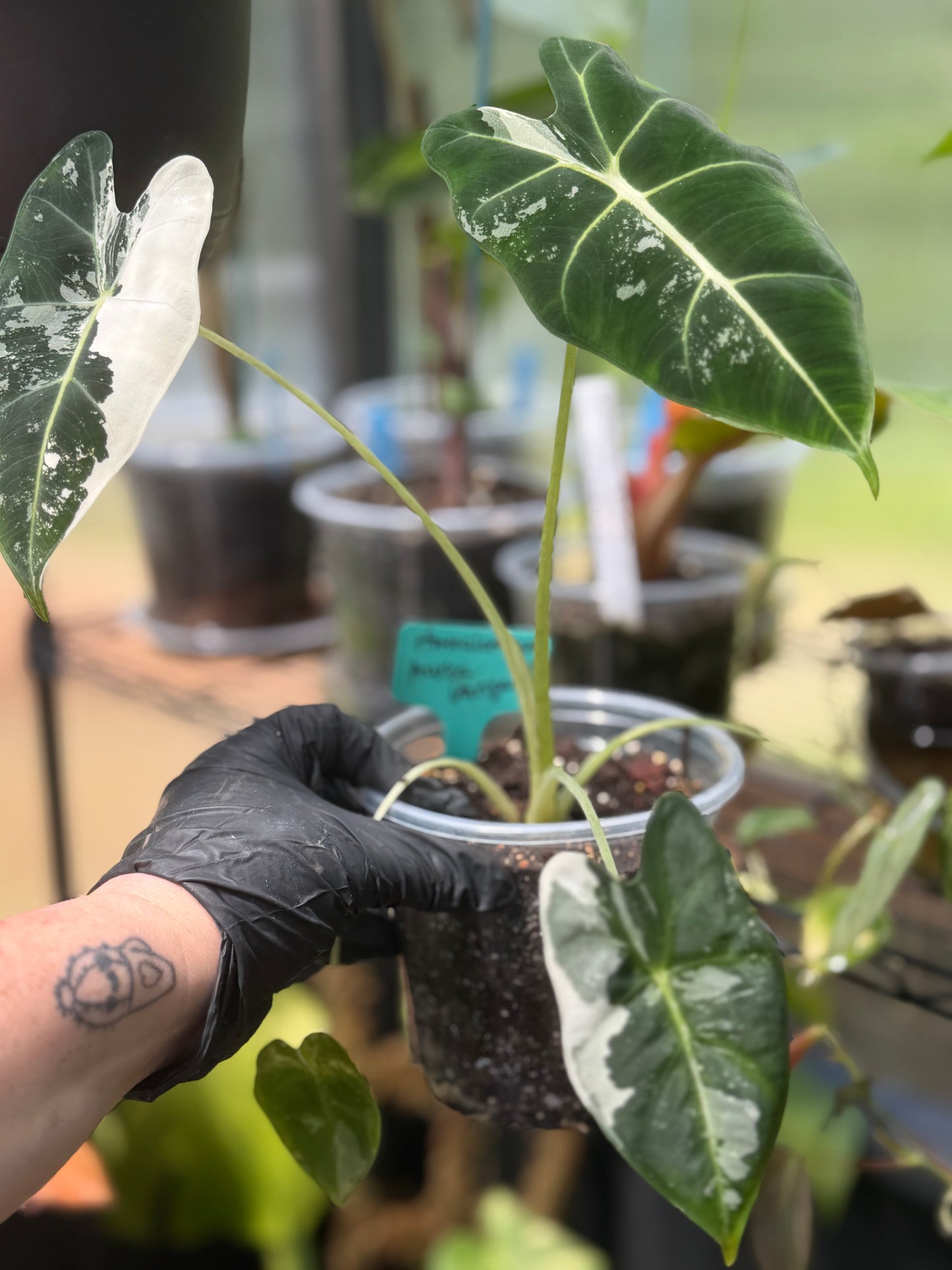 Alocasia Frydek Variegated