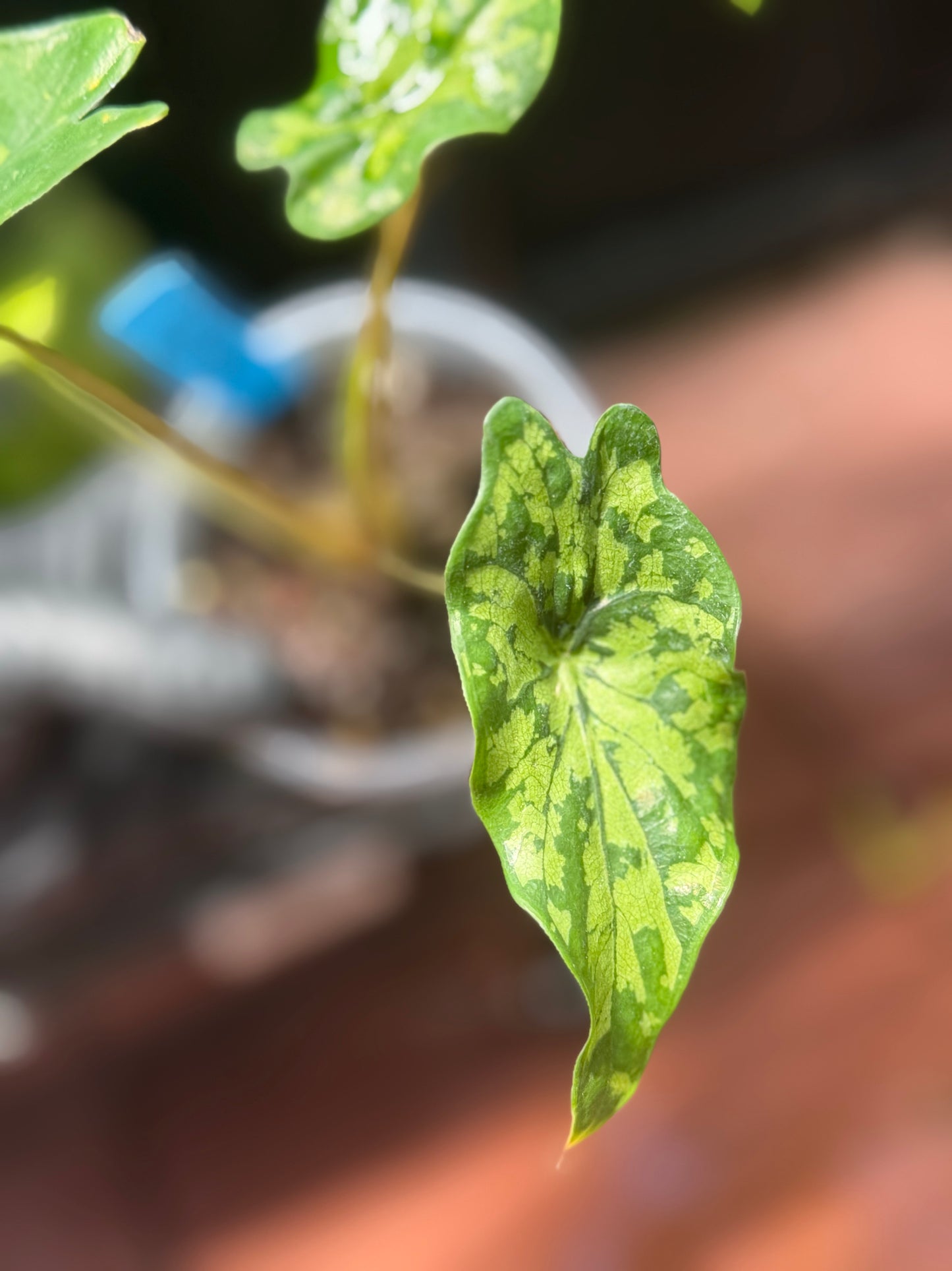 Alocasia Shattered Glass