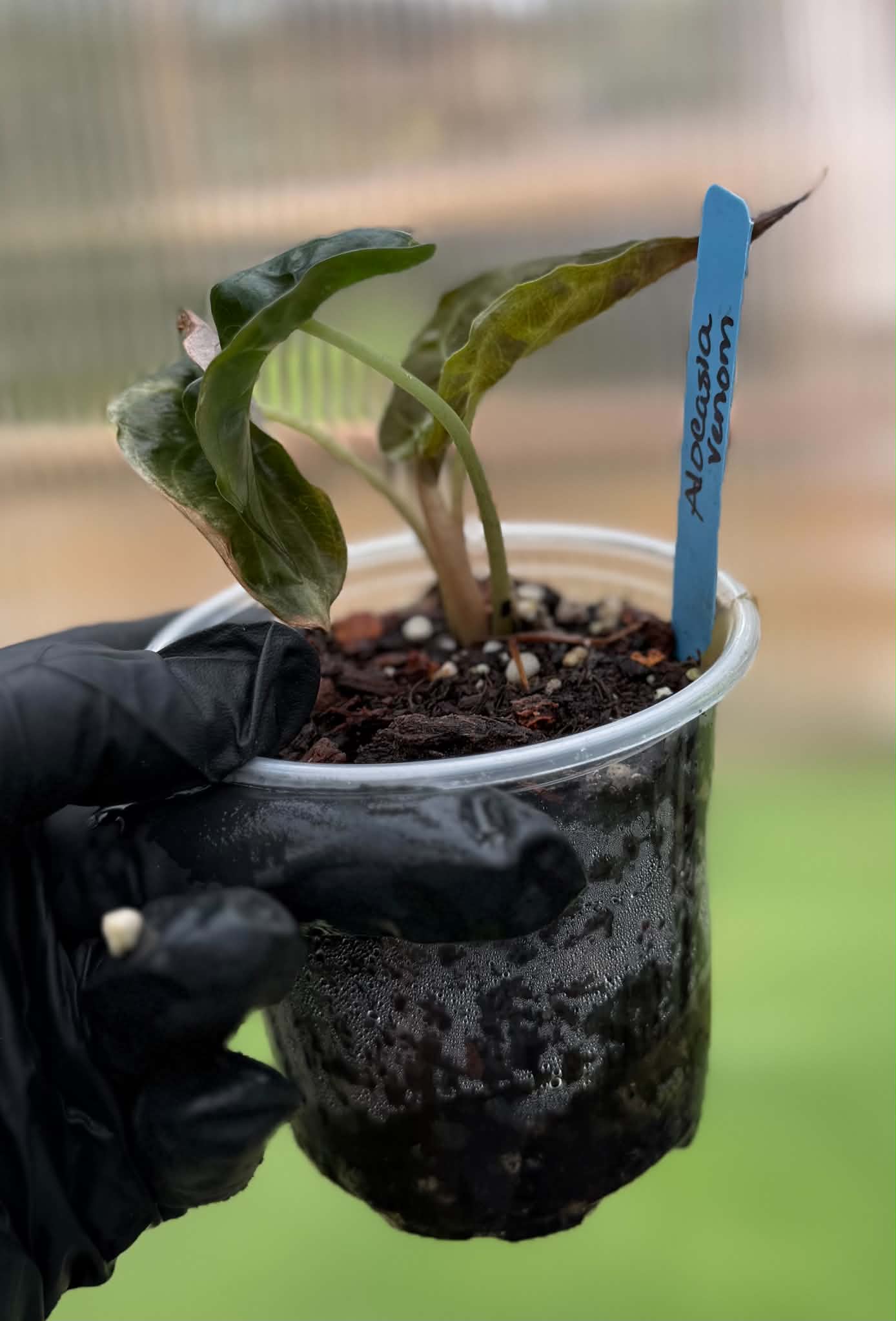 Alocasia Venom
