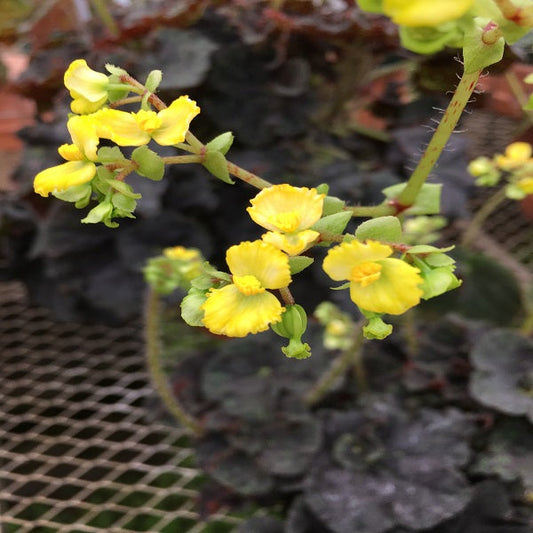 Begonia YTO Yellow Thelma O'Reilly