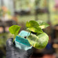 Epipremnum Aureum Golden Pothos