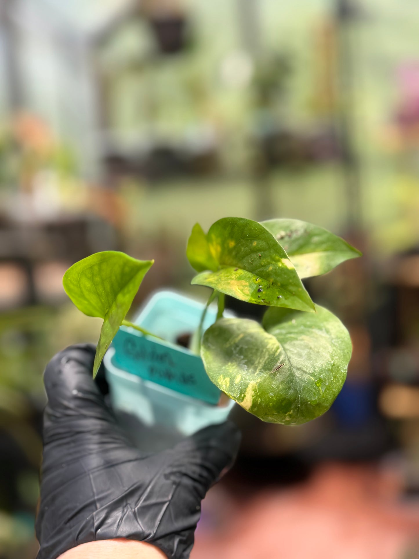 Epipremnum Aureum Golden Pothos