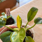 Philodendron Green Congo Nuclear