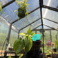 Philodendron Hederaceum Brasil Pothos