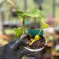 Giant Hawaiian Pothos