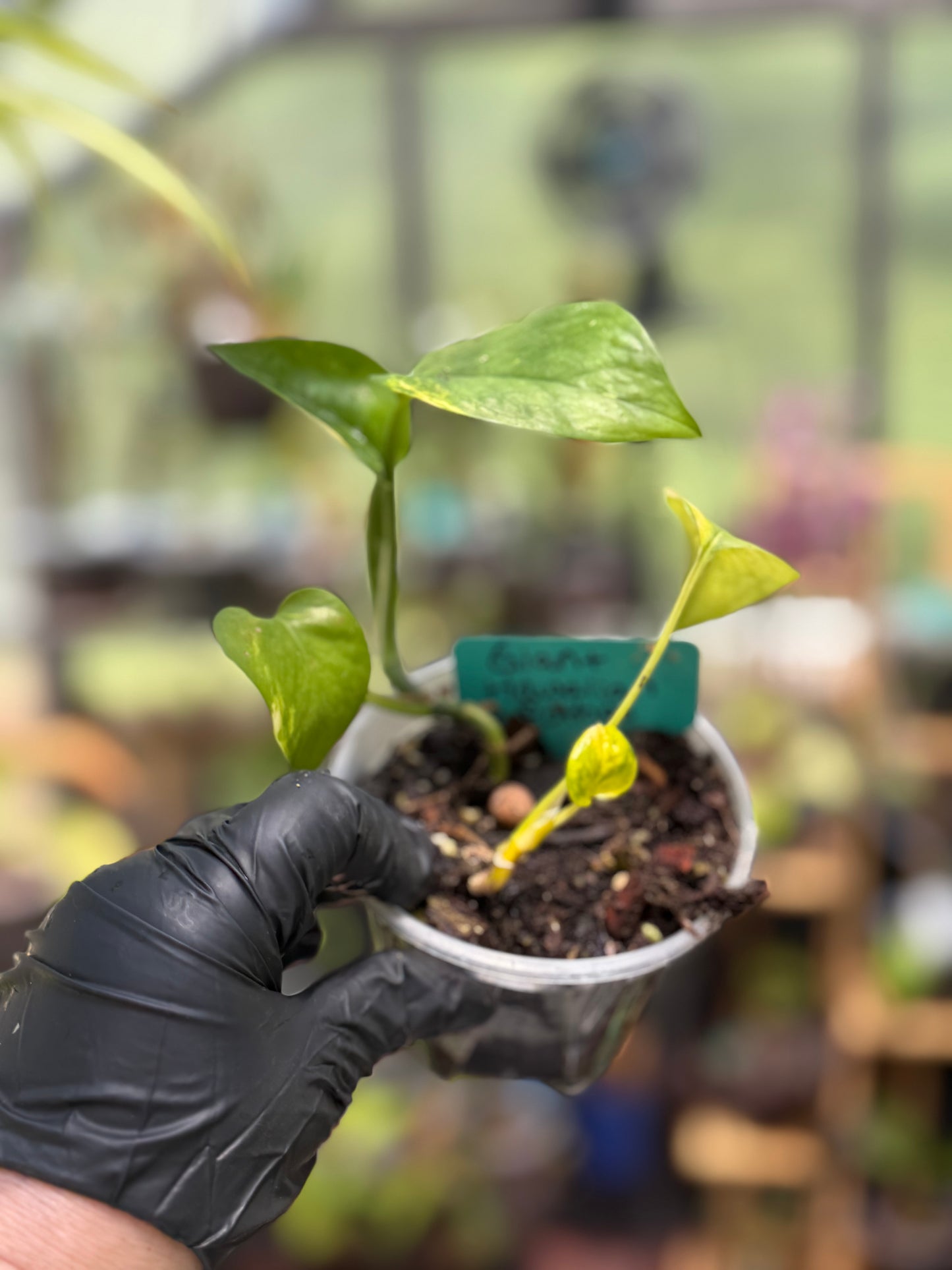 Giant Hawaiian Pothos