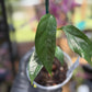 Epipremnum Pinnatum Albo Variegated