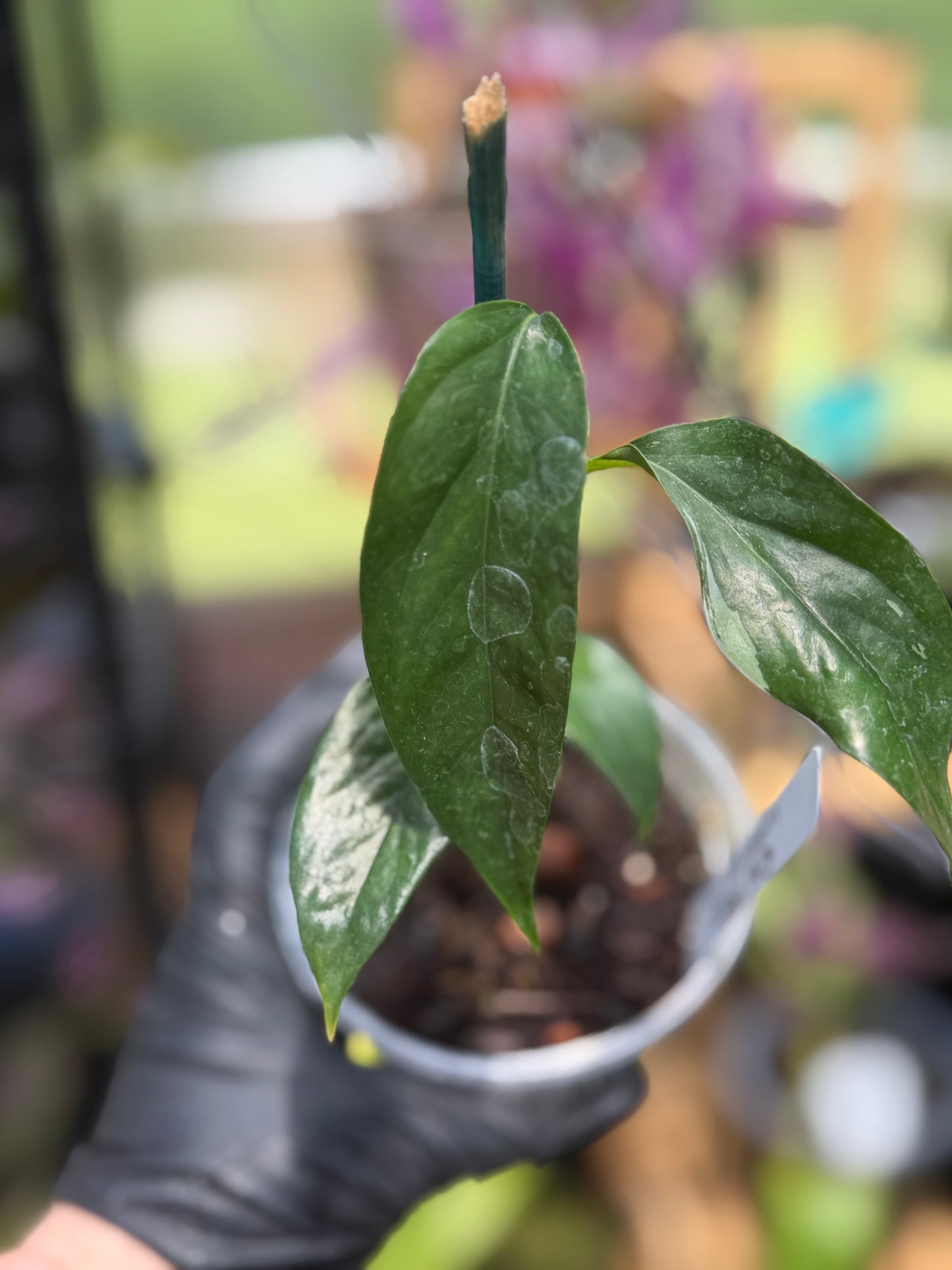 Epipremnum Pinnatum Albo Variegated