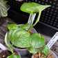 Scindapsus Trebuii Moonlight Speckled Variegated